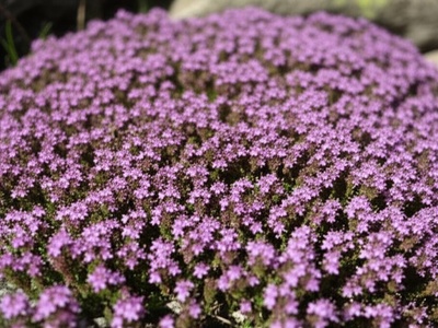 Trautvetter's Thyme