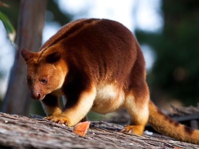 Tree-kangaroo