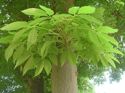 Tree-of-Heaven