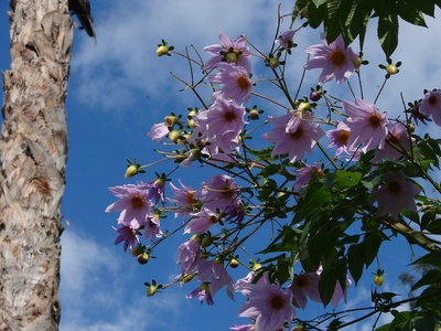 Tree dahlia