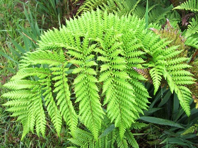 Tree Fern
