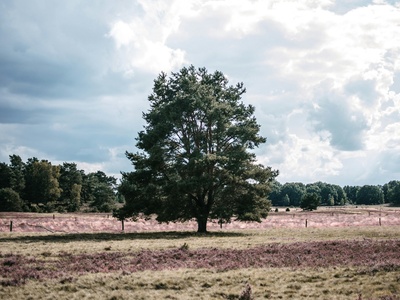 Tree Heath