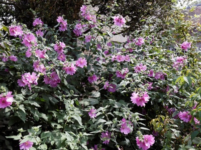 Tree mallow