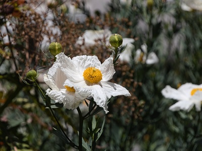 Tree poppy