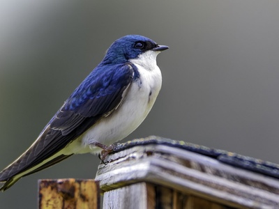 Tree swallow