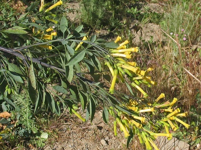 Tree Tobacco