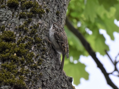 Treecreeper