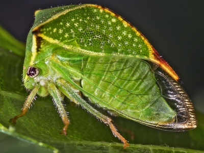 Treehopper