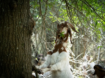 Treeing Walker Coonhound