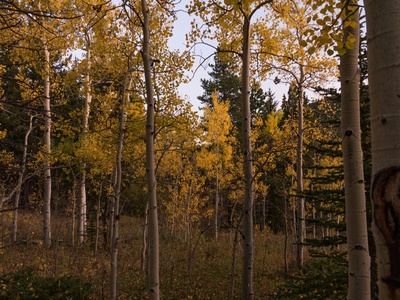Trembling Aspen