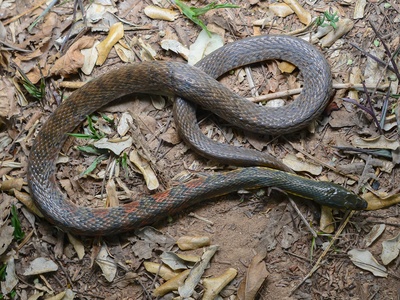 Triangle Keelback