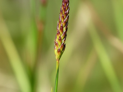 Triangular Club-rush