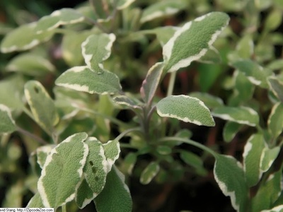 Tricolor Sage