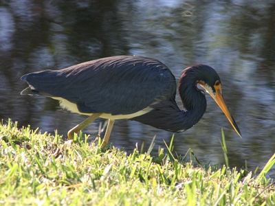 Tricolored heron
