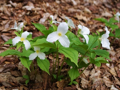 Trillium