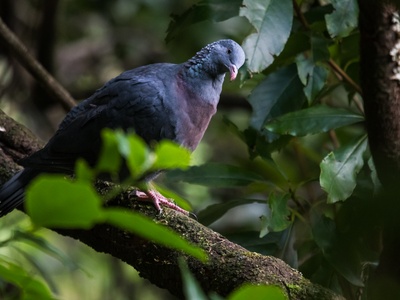 Trocaz Pigeon