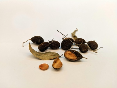 Tropical almond / naturalized