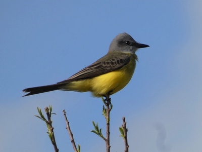 Tropical kingbird