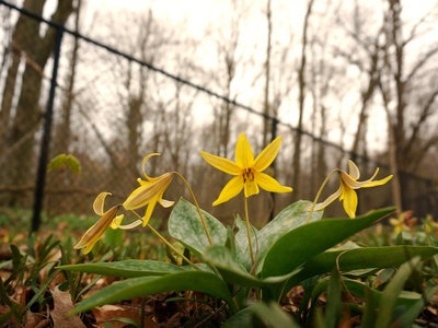 Trout lily