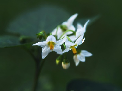 Trumpet daffodil