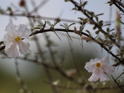 Trumpet Thorn