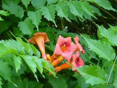 Trumpet vine