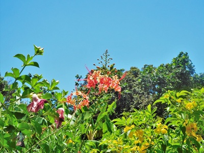 Trumpetbush