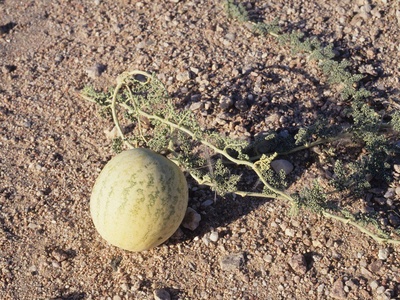 Tsamma Melon