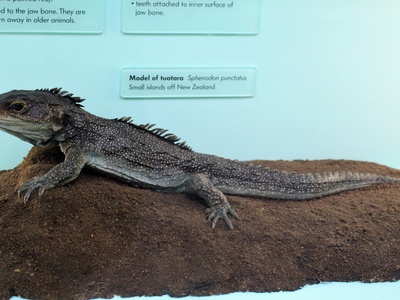 Tuatara