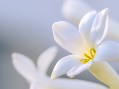 Tuberose