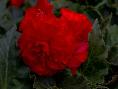 Tuberous begonia