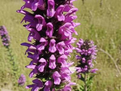 Tuberous Jerusalem Sage