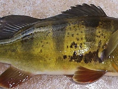 Tucunaré