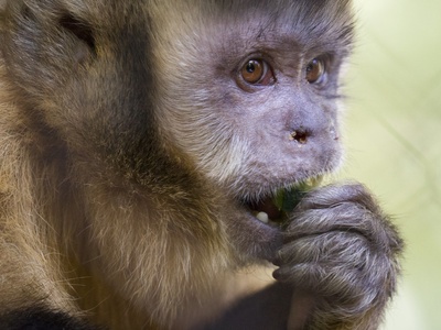 Tufted capuchin