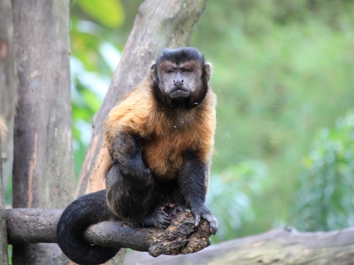 Tufted Capuchin