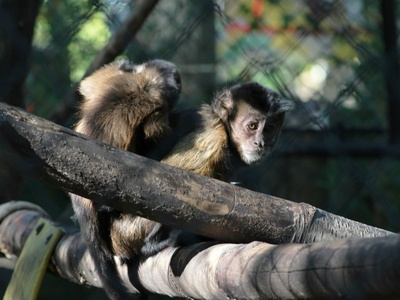 Tufted capuchin
