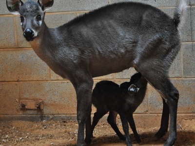 Tufted deer