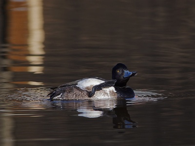 Tufted duck