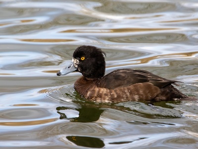 Tufted Duck