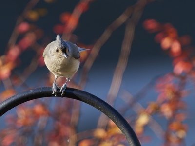 Tufted titmouse
