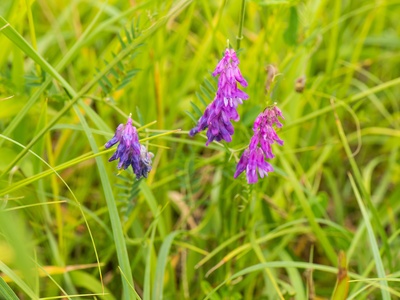 Tufted Vetch