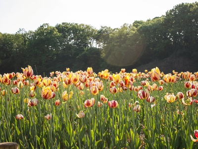 Tulip