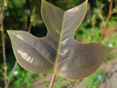 Tulip Tree