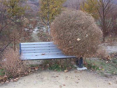 Tumbleweed