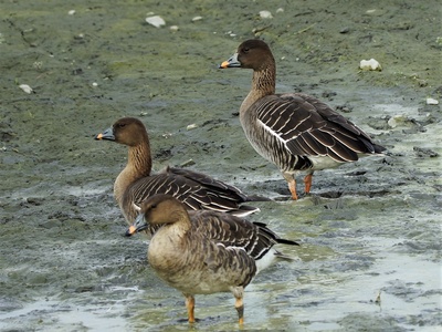 Tundra Bean Goose