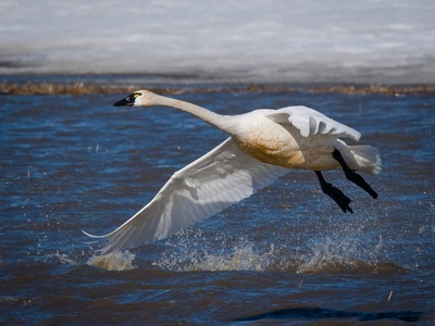 Tundra Swan