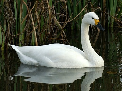 Tundra Swan