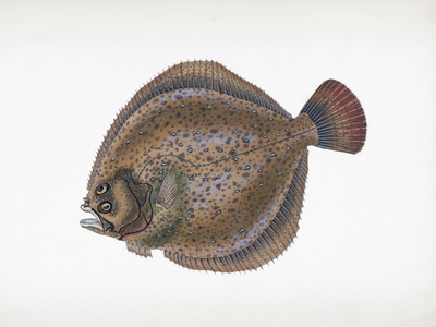 Turbot