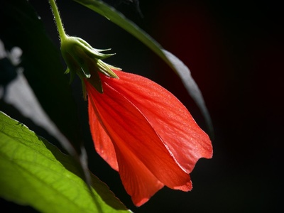 Turk's cap