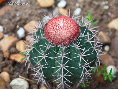 Turk's Cap Cactus